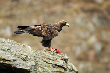 aguila real en la montaña