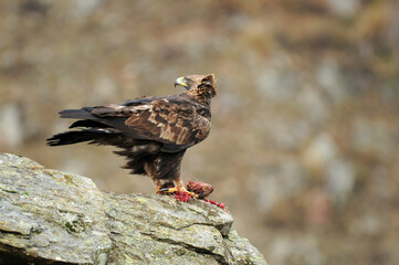 aguila real en la montaña
