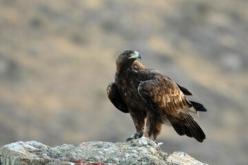 aguila real en la montaña