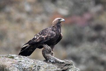 aguila real en la montaña
