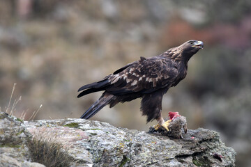 aguila real en la montaña