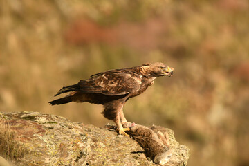 aguila real en la montaña