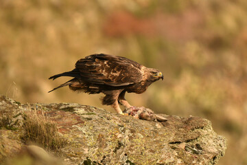 aguila real en la montaña