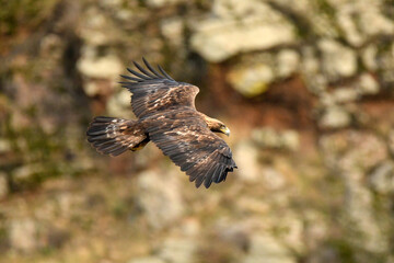 aguila real en la montaña