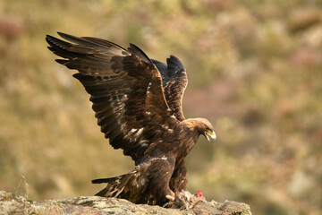 aguila real en la montaña