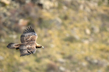 Obraz premium aguila real en la montaña