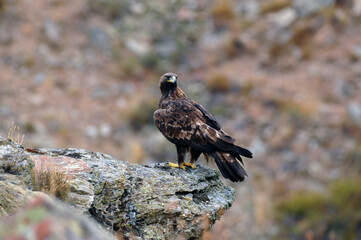 aguila real en la montaña