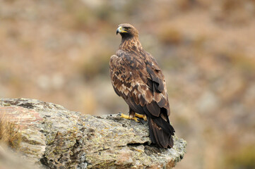 aguila real en la montaña