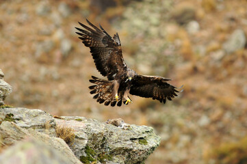 aguila real en la montaña