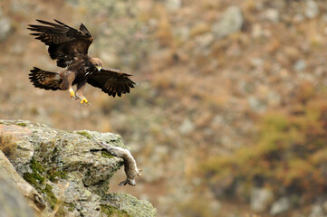aguila real en la montaña