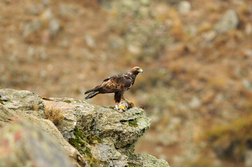 aguila real en la montaña