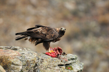 aguila real en la montaña