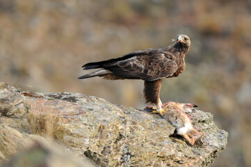 aguila real en la montaña