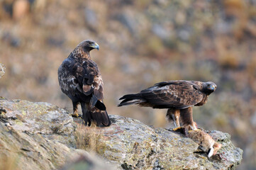 aguila real en la montaña