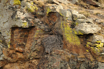 aguila real en la montaña
