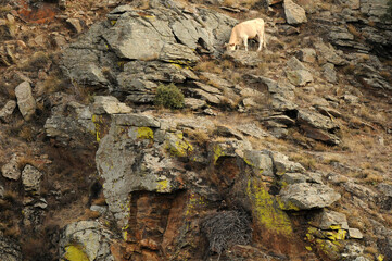 aguila real en la montaña