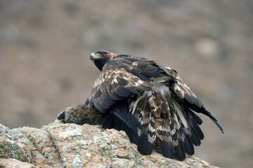 aguila real en la montaña