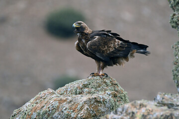 aguila real en la montaña
