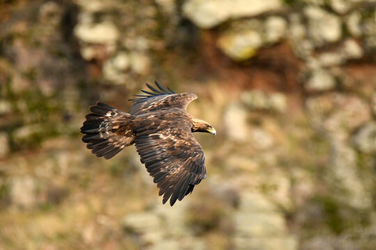 Aguila Real En La Montaña