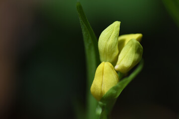 キンランの花の蕾（埼玉県/4月）