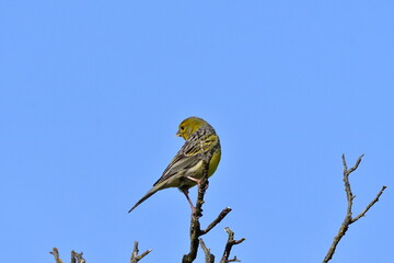 PÁJARO