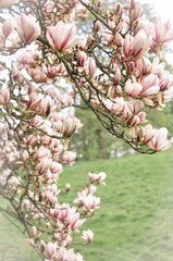 pink cherry blossom in the morning 