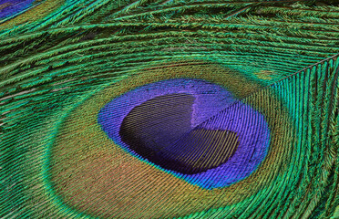 Macro Photograph of Peacock Feather Detail