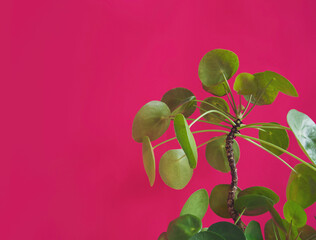 Close-up on the round, smooth, fleshy and flat leaves on the long stalks of Pilea peperomioides, chinese money plant, pancake plant or UFO home plant. Isolated on bright pink background, copy space.