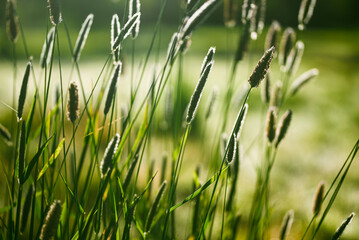 Beautiful close-up of a alopecurus, Belgium, April 2022