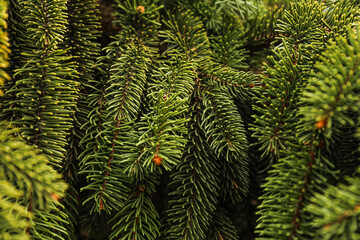 Christmas Fir tree brunch textured Background.