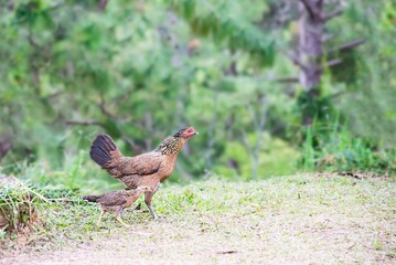Chicken hen family in local vilage nature Thailand area