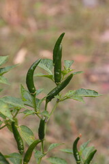 close-up of green chilli seeds