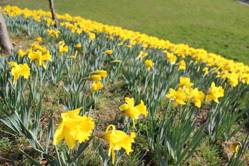 Fototapeta premium Natur