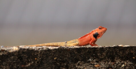 An orange-brown chameleon lying on the floor of a cement wall.