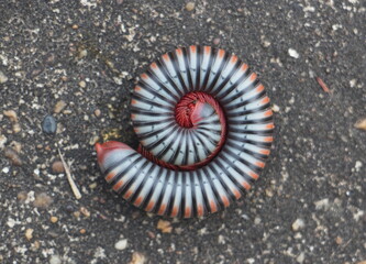 A gray flaming millipede curled up on the black cement floor.