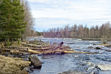 Raging river between forests.