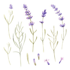 Naklejka premium Watercolor purple lavender flower clip art Provence floral arrangement. Vintage garden. Botanical clipart. Hand painted illustration. Isolated.