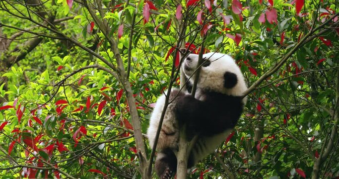 One lovely giant panda cub playing in the tree at Sichuan China adorable baby young panda relax having pleasure time outdoor in the nature