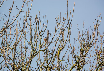 a male stonechat (Saxicola rubicola) perched high in spring tree branches