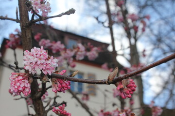 Natur