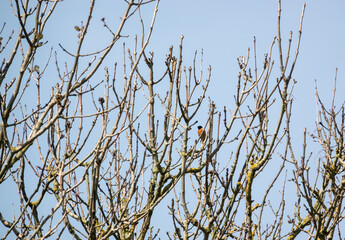 a male stonechat (Saxicola rubicola) perched high in spring tree branches