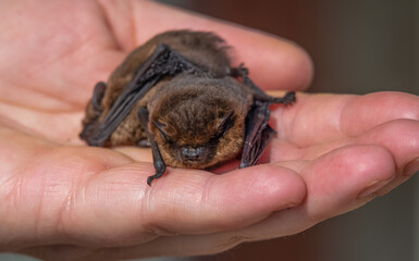 close up of a pair of common pipistrelle bats (Pipistrellus pipistrellus) size scaled by a human hand