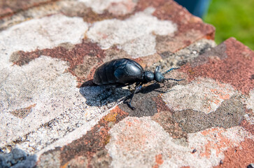 close up of the very rare European Oil Beetle (Meloe proscarabaeus) also known as the blister beetle