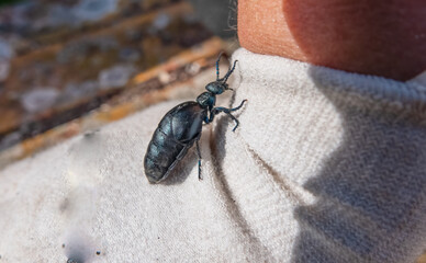 close up of the very rare European Oil Beetle (Meloe proscarabaeus) also known as the blister beetle
