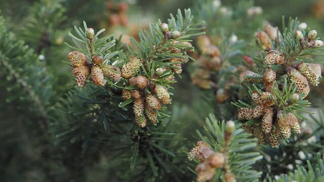 Korean fir in the wind, close up of pollen count of Korea fir , Abies koreana, slow motion