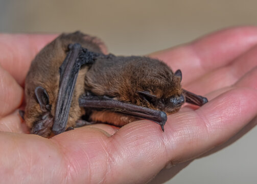 close up of a pair of common pipistrelle bats (Pipistrellus pipistrellus) size scaled by a human hand