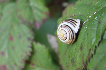 Natur