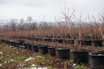 Fototapeta na wymiar Blueberry fruit plantation farm. Rows of high brushes in the pots with red leaves in winter. A field planted with orange blueberry bushes with irrigation.