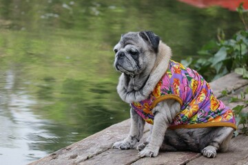 One pug, old, fat, cute. sitting on wooden deck sad mood face at pier river view background outdoor