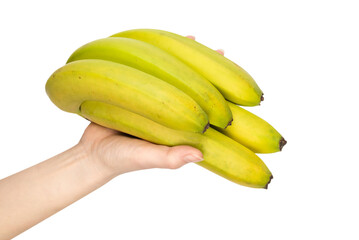 A bunch of bananas in woman hand isolated on white background.